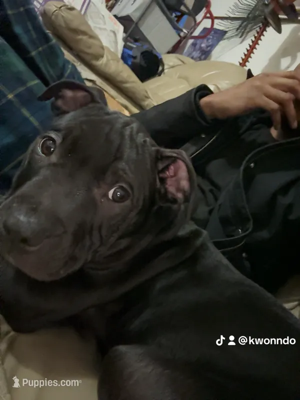 Kash  – American Pit Bull Terrier puppy for sale in Dumfries, VA