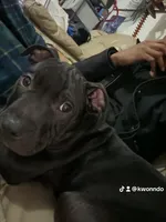 Kash , a male American Pit Bull Terrier for sale in Dumfries, VA – 1 of 4