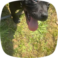Kash , a male American Pit Bull Terrier for sale in Dumfries, VA – 2 of 4