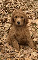 Julian, a male Poodle - Standard  for sale in Brandon, MS – Photo 4 of 7