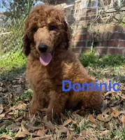 Julian, a male Poodle - Standard  for sale in Brandon, MS – Photo 5 of 7