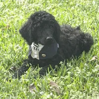 Julian, a male Poodle - Standard  for sale in Brandon, MS – Photo 2 of 7