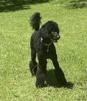 Julian, a male Poodle - Standard  for sale in Brandon, MS – Photo 7 of 7