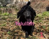 Julian, a male Poodle - Standard  for sale in Brandon, MS – Photo 6 of 7