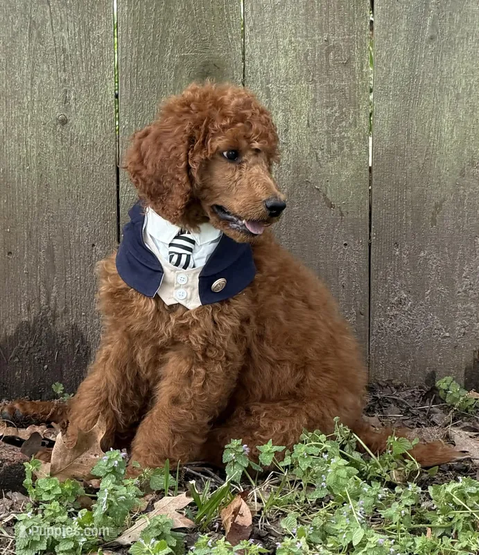 Julian – Poodle - Standard  puppy for sale in Brandon, MS