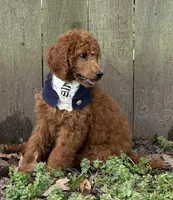 Julian, a male Poodle - Standard  for sale in Brandon, MS – Photo 1 of 7