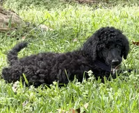 Julian, a male Poodle - Standard  for sale in Brandon, MS – Photo 3 of 7