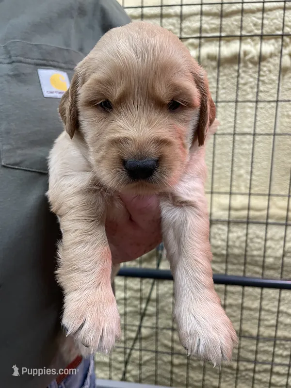 Pink – Golden Retriever puppy for sale in Asheboro, NC