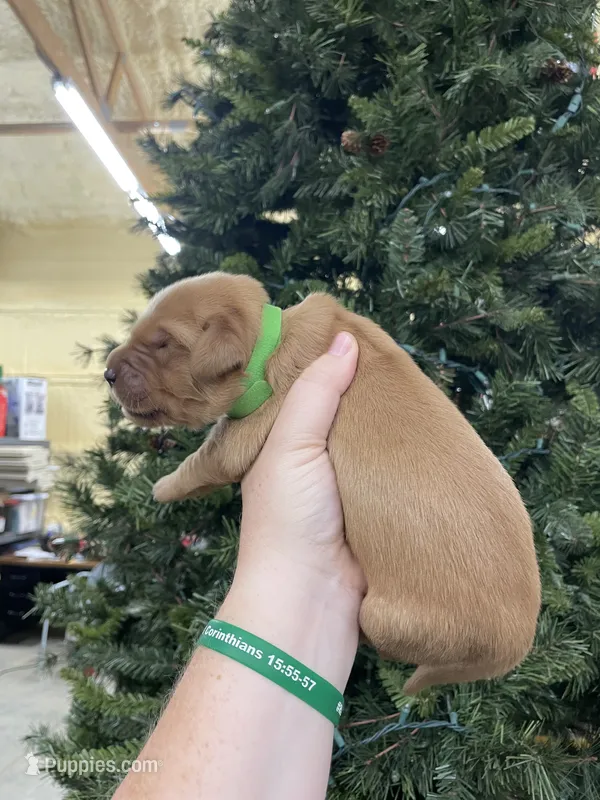 Green – Golden Retriever puppy for sale in Asheboro, NC