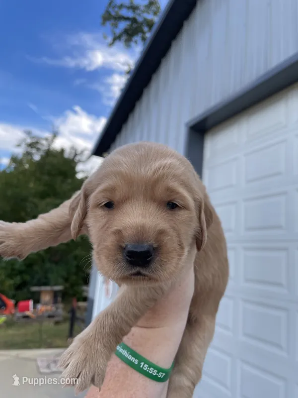 White – Golden Retriever puppy for sale in Asheboro, NC