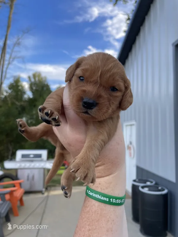 Yellow – Golden Retriever puppy for sale in Asheboro, NC