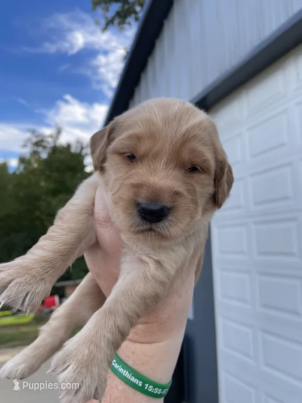 Pink – Golden Retriever puppy for sale in Asheboro, NC