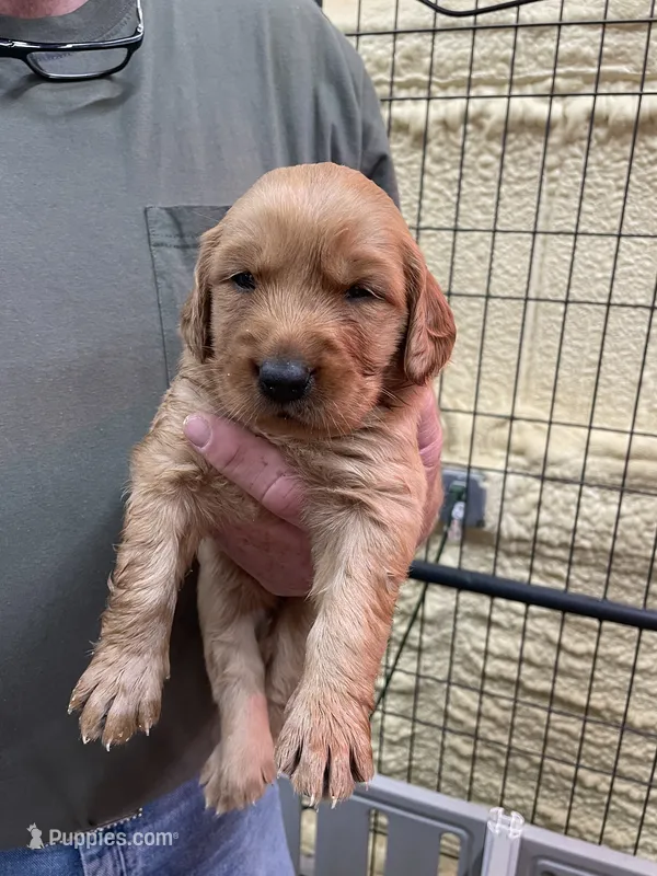 Green – Golden Retriever puppy for sale in Asheboro, NC