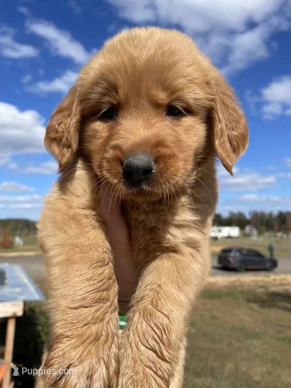 Green – Golden Retriever puppy for sale in Asheboro, NC