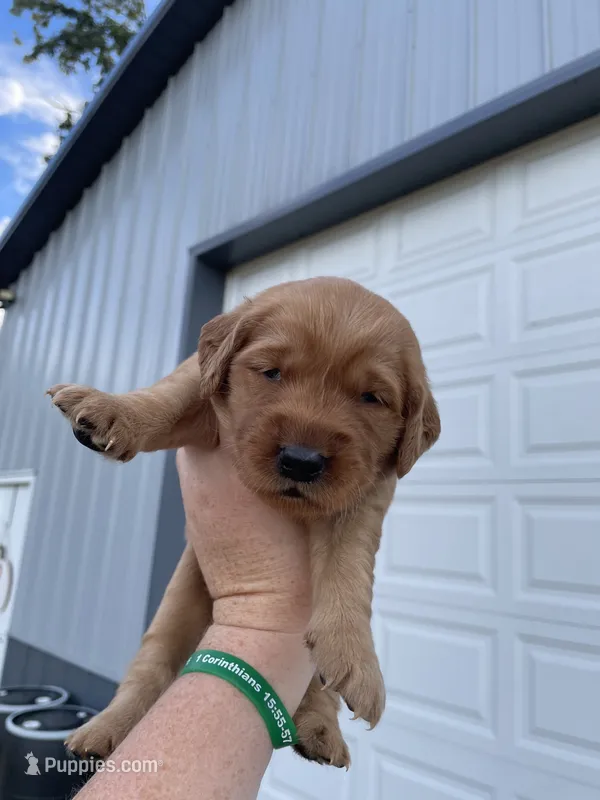Purple – Golden Retriever puppy for sale in Asheboro, NC