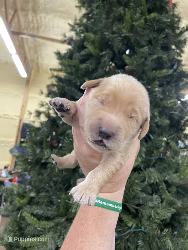 Red – Golden Retriever puppy for sale in Asheboro, NC