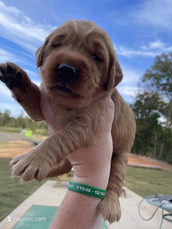 Blue – Golden Retriever puppy for sale in Asheboro, NC