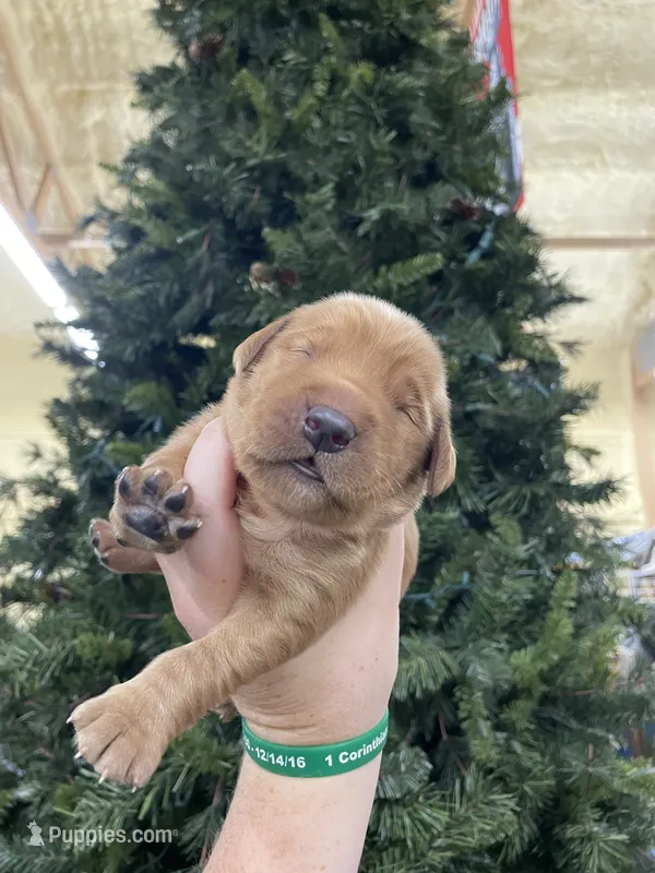 Orange – Golden Retriever puppy for sale in Asheboro, NC