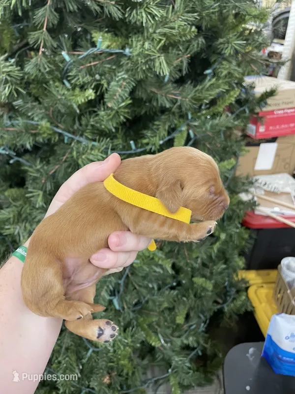 Yellow – Golden Retriever puppy for sale in Asheboro, NC