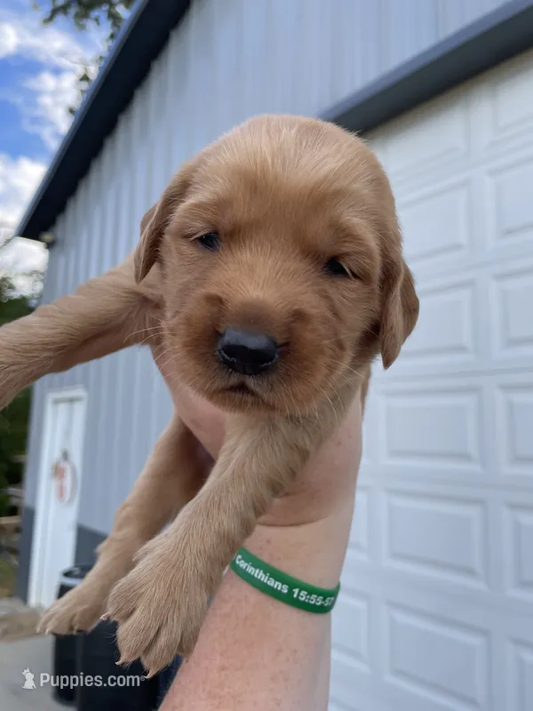 Green – Golden Retriever puppy for sale in Asheboro, NC