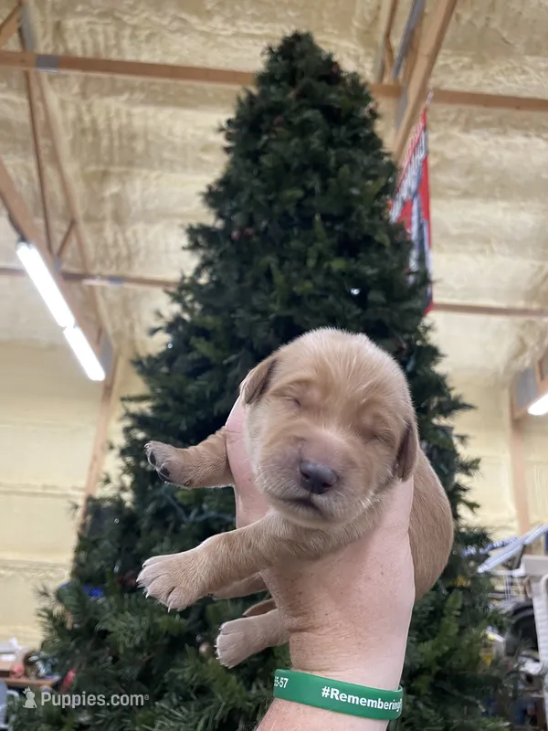 Pink – Golden Retriever puppy for sale in Asheboro, NC