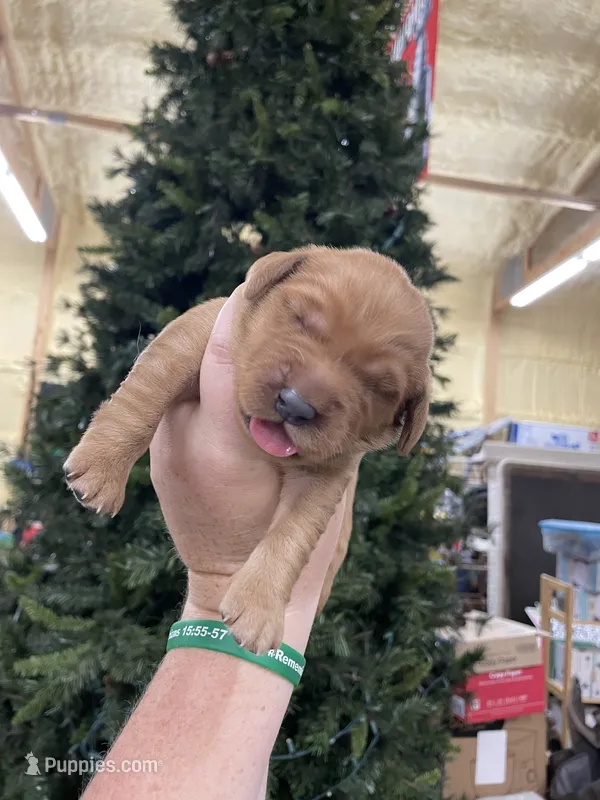 Purple – Golden Retriever puppy for sale in Asheboro, NC