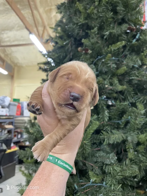 Blue – Golden Retriever puppy for sale in Asheboro, NC