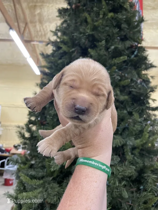 White – Golden Retriever puppy for sale in Asheboro, NC