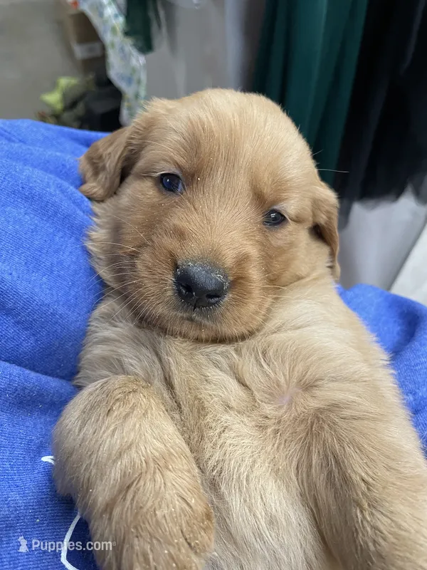 Green – Golden Retriever puppy for sale in Asheboro, NC