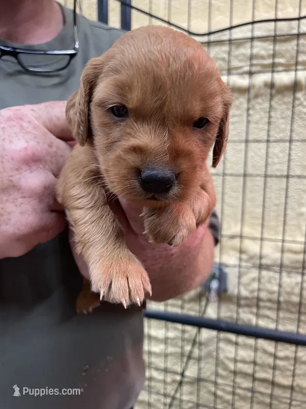 Yellow – Golden Retriever puppy for sale in Asheboro, NC