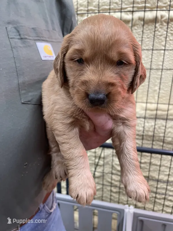 Purple – Golden Retriever puppy for sale in Asheboro, NC