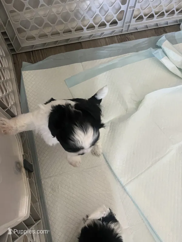 Max  – Shih Tzu puppy for sale in Slidell, LA