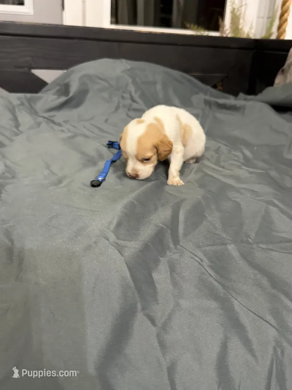 Ruger – Brittany puppy for sale in Bowdon, GA