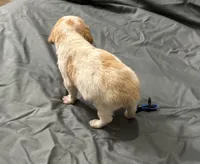 Ruger, a male Brittany for sale in Bowdon, GA – 2 of 4
