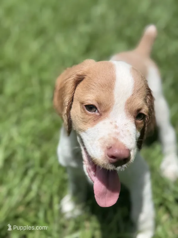 Jon – Brittany puppy for sale in Bowdon, GA