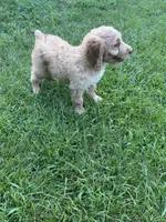 Anna, a female Brittany and Poodle - Standard  for sale in Bowdon, GA – 5 of 7