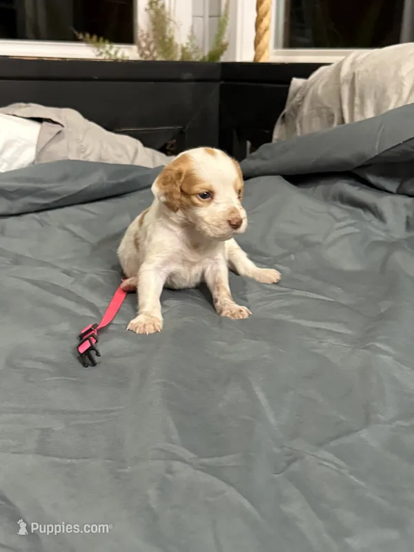 Penny  – Brittany puppy for sale in Bowdon, GA