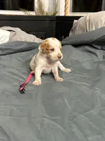 Penny , a female Brittany for sale in Bowdon, GA – 1 of 3