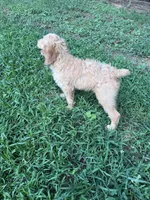 Anna, a female Brittany and Poodle - Standard  for sale in Bowdon, GA – 6 of 7