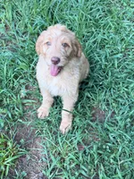 Anna, a female Brittany and Poodle - Standard  for sale in Bowdon, GA – 3 of 7