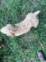 Rusty, a male Brittany and Poodle - Standard  for sale in Bowdon, GA – 3 of 4