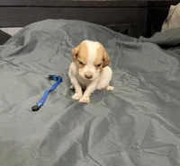 Ruger, a male Brittany for sale in Bowdon, GA – 3 of 4