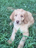 Anna, a female Brittany and Poodle - Standard  for sale in Bowdon, GA – 2 of 7