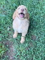 Anna, a female Brittany and Poodle - Standard  for sale in Bowdon, GA – 4 of 7