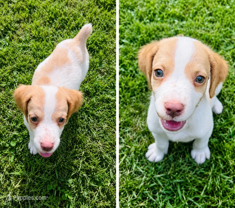 Jon – Brittany puppy for sale in Bowdon, GA