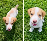 Jon, a male Brittany for sale in Bowdon, GA – 1 of 2