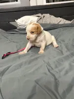 Penny , a female Brittany for sale in Bowdon, GA – 3 of 3