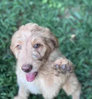 Anna, a female Brittany and Poodle - Standard  for sale in Bowdon, GA – 1 of 7
