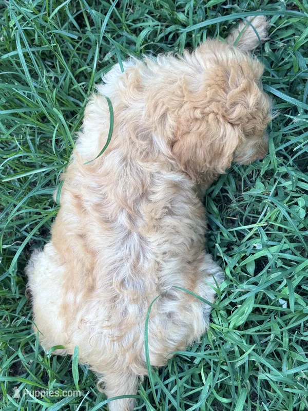 Rusty – Brittany, Poodle - Standard  puppy for sale in Bowdon, GA