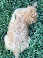 Rusty, a male Brittany and Poodle - Standard  for sale in Bowdon, GA – 1 of 4